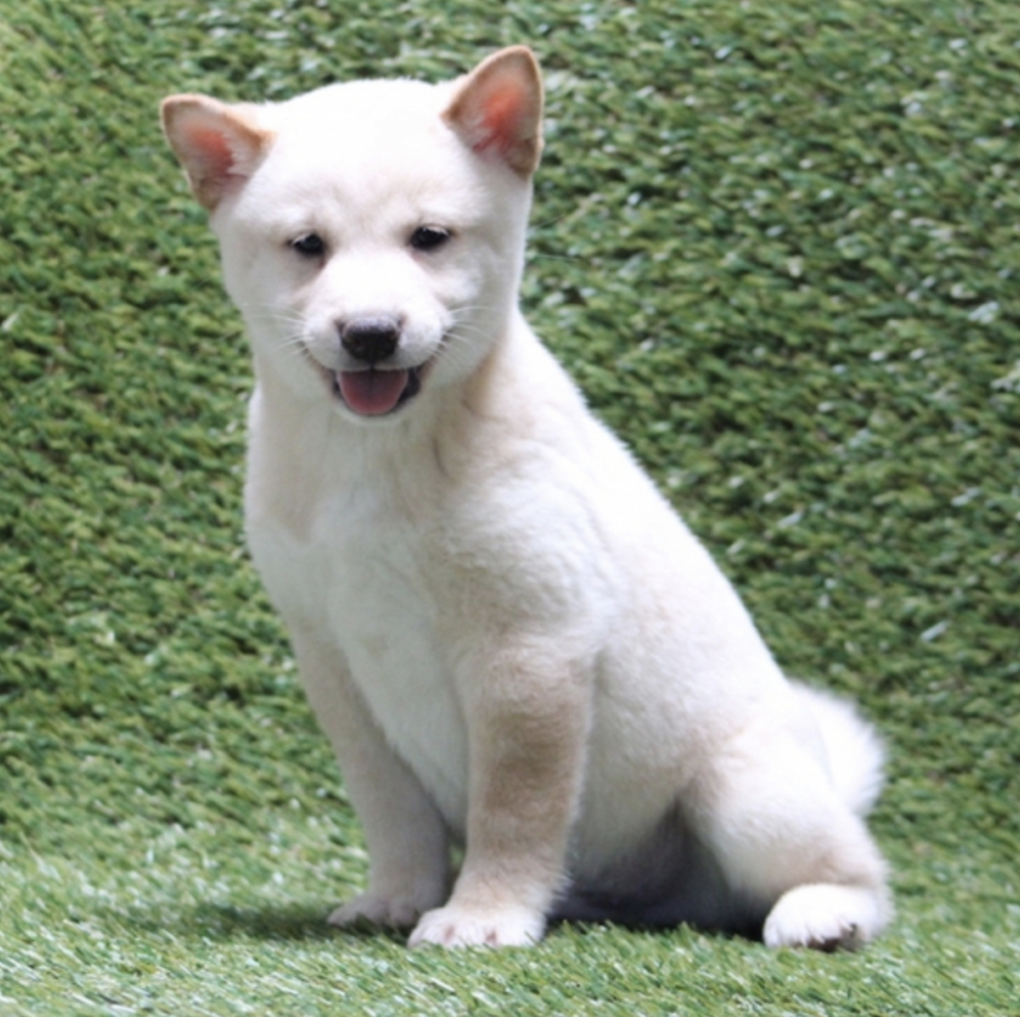comprar cachorros sanos, baratos y asequibles para la venta